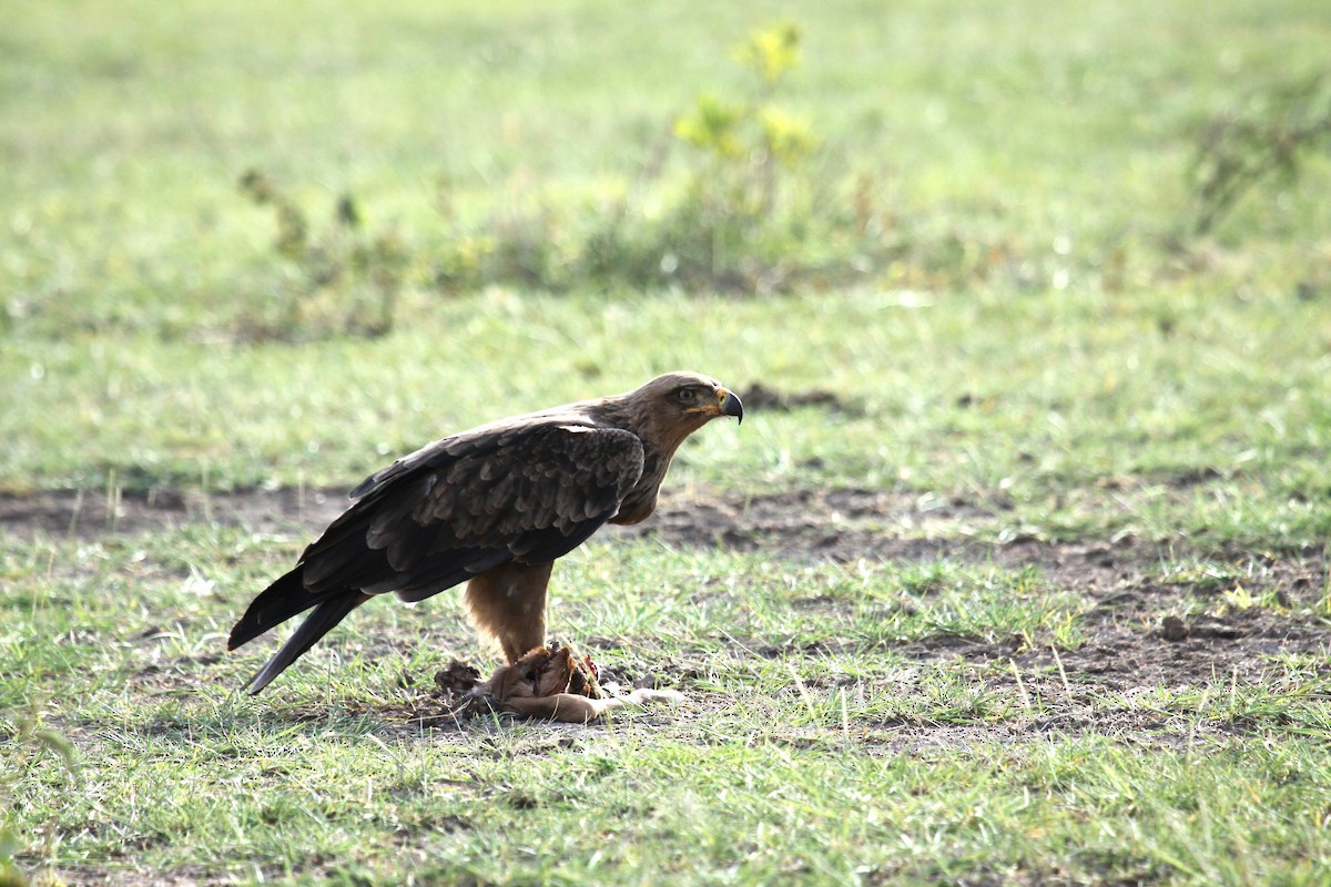 Tawny Eagle - ML640802542