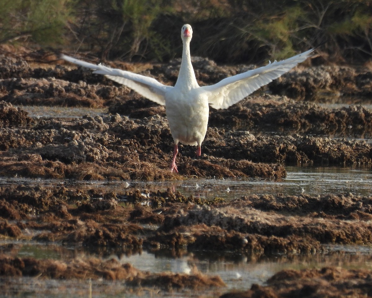 Coscoroba Swan - ML640802555