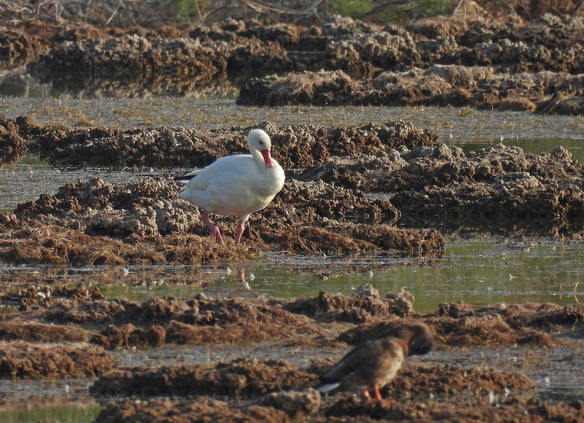 Coscoroba Swan - ML640802556