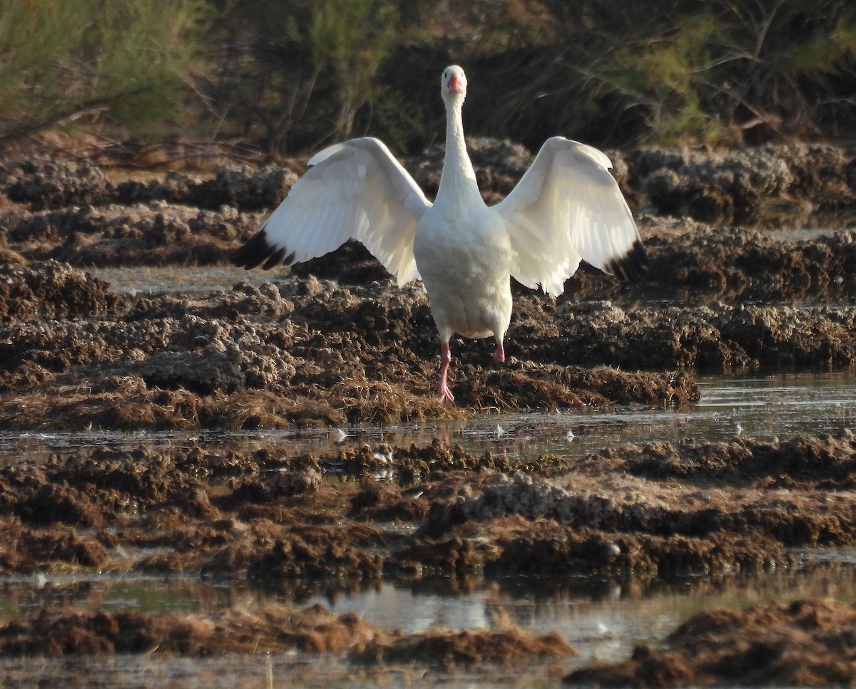Coscoroba Swan - ML640802558