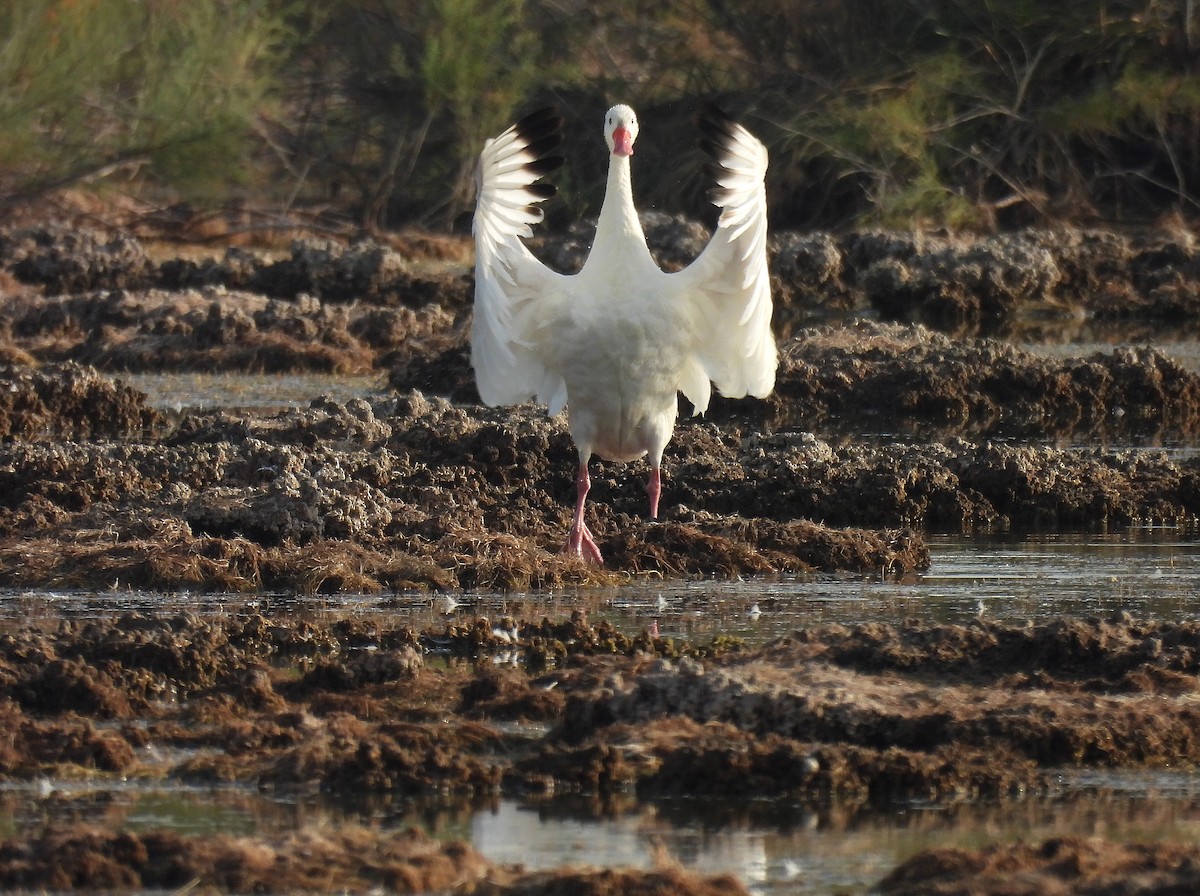 Coscoroba Swan - ML640802559
