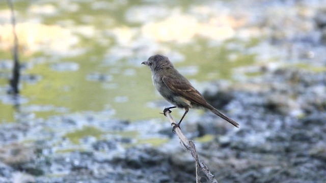 Gray Flycatcher - ML640802568