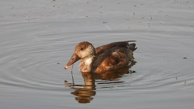 Red-crested Pochard - ML640802575