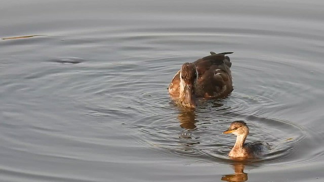 Red-crested Pochard - ML640802577