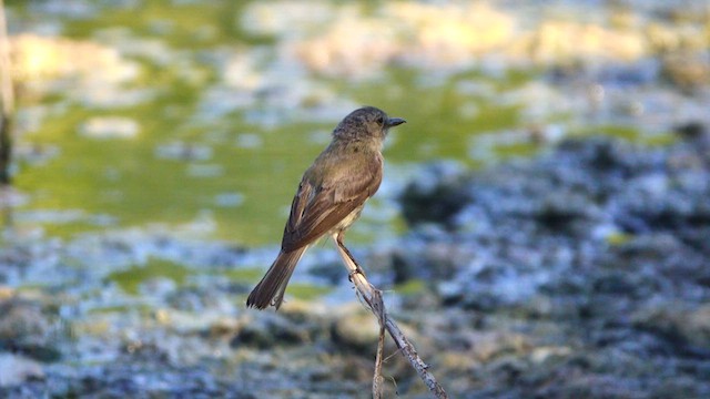 Gray Flycatcher - ML640802587