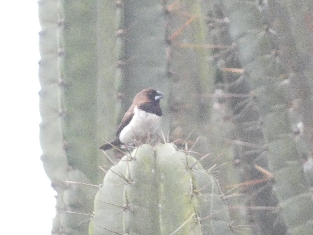 Javan Munia - ML640802601