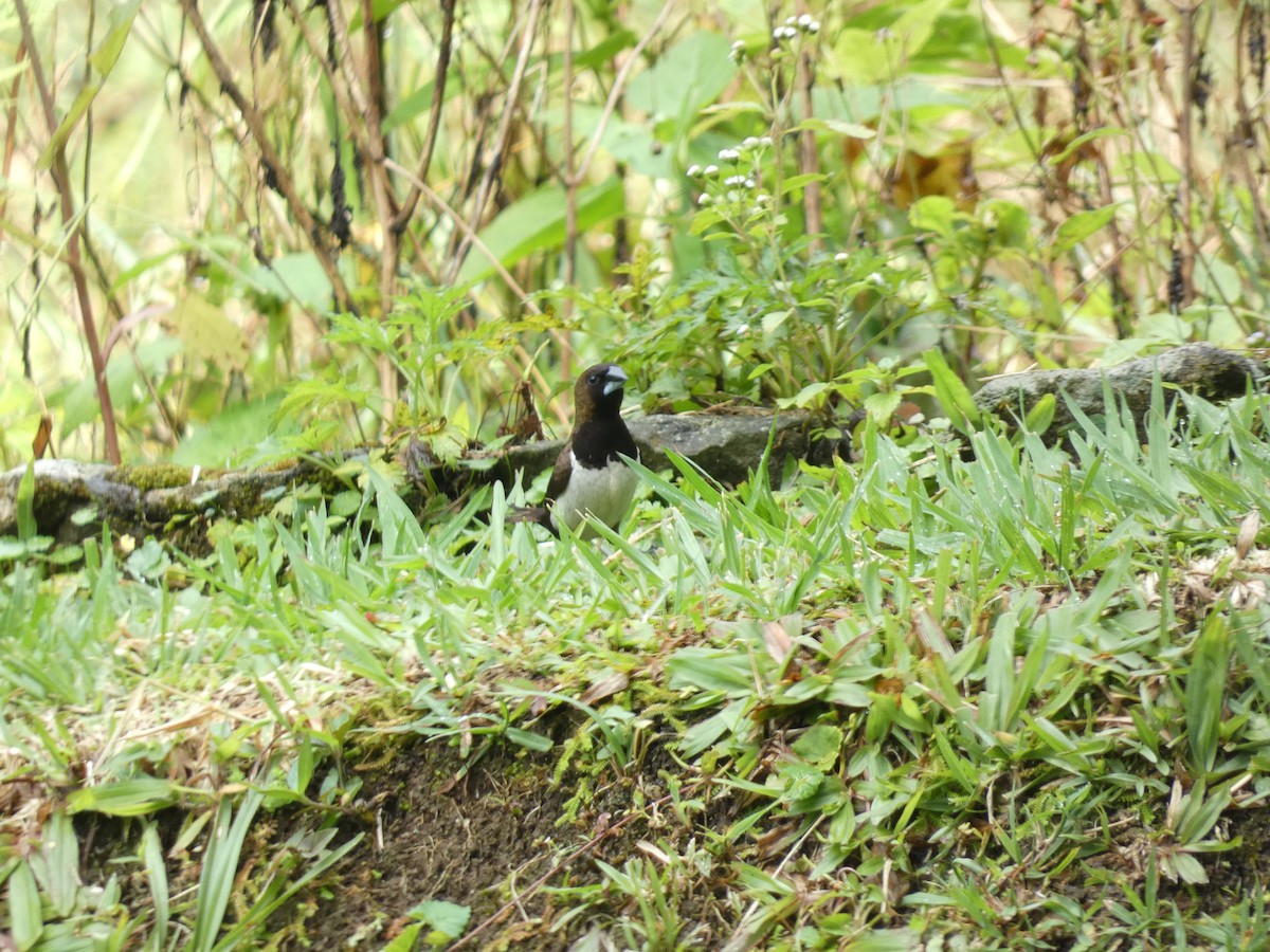 Javan Munia - ML640802606