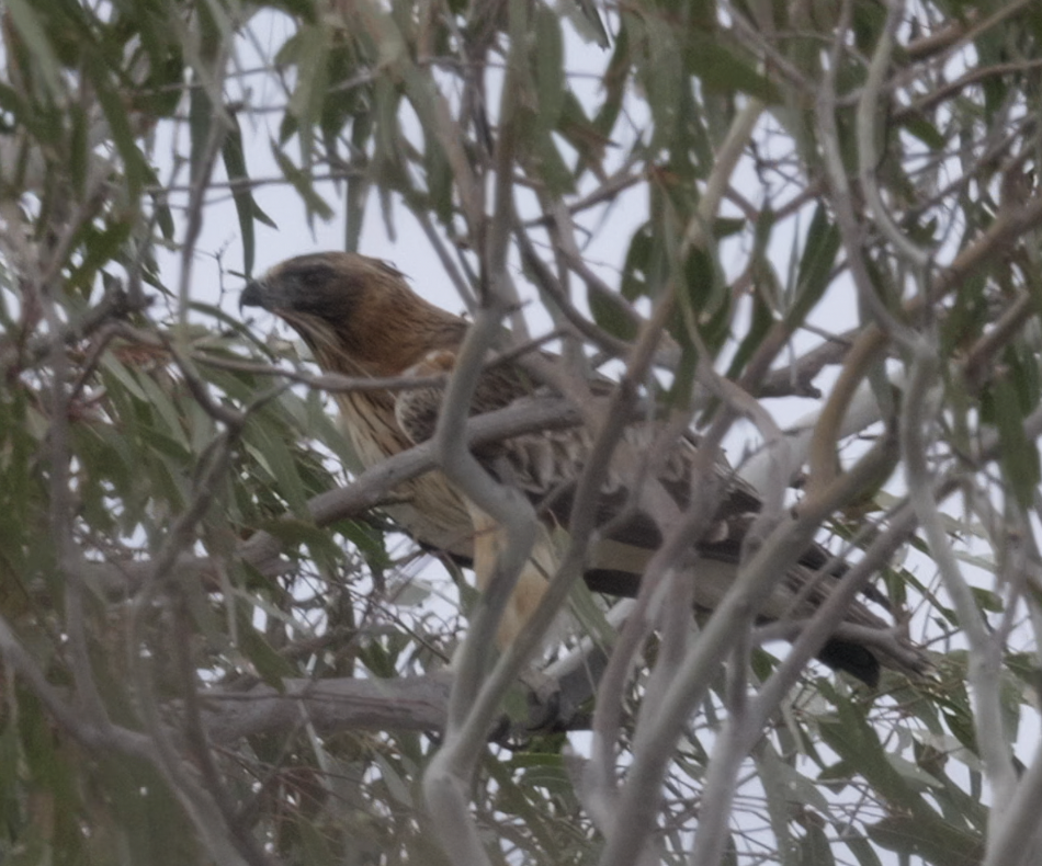 Little Eagle - ML640802616