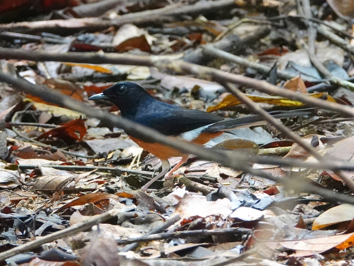 White-rumped Shama (White-rumped) - ML640802635