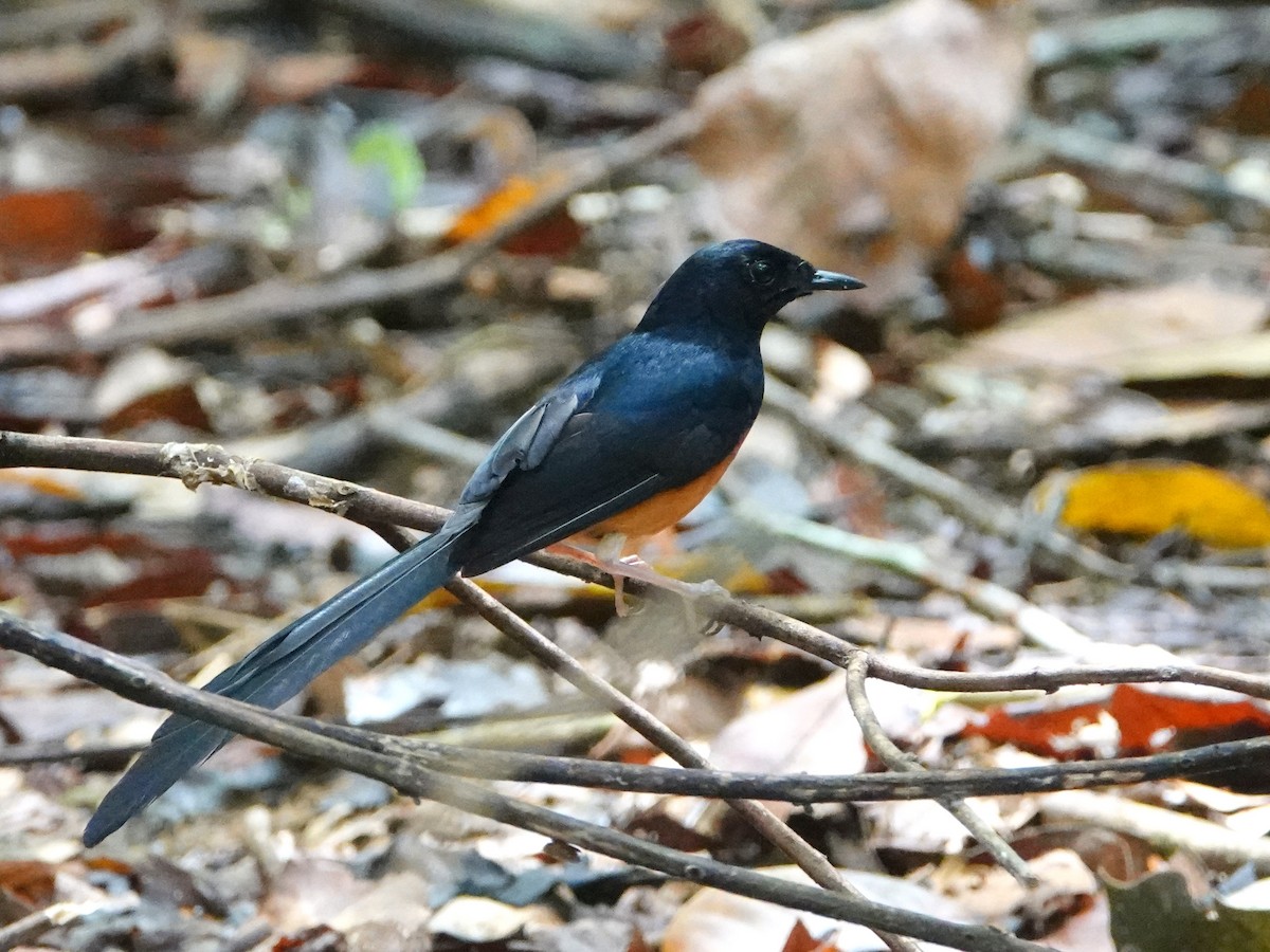 White-rumped Shama (White-rumped) - ML640802636