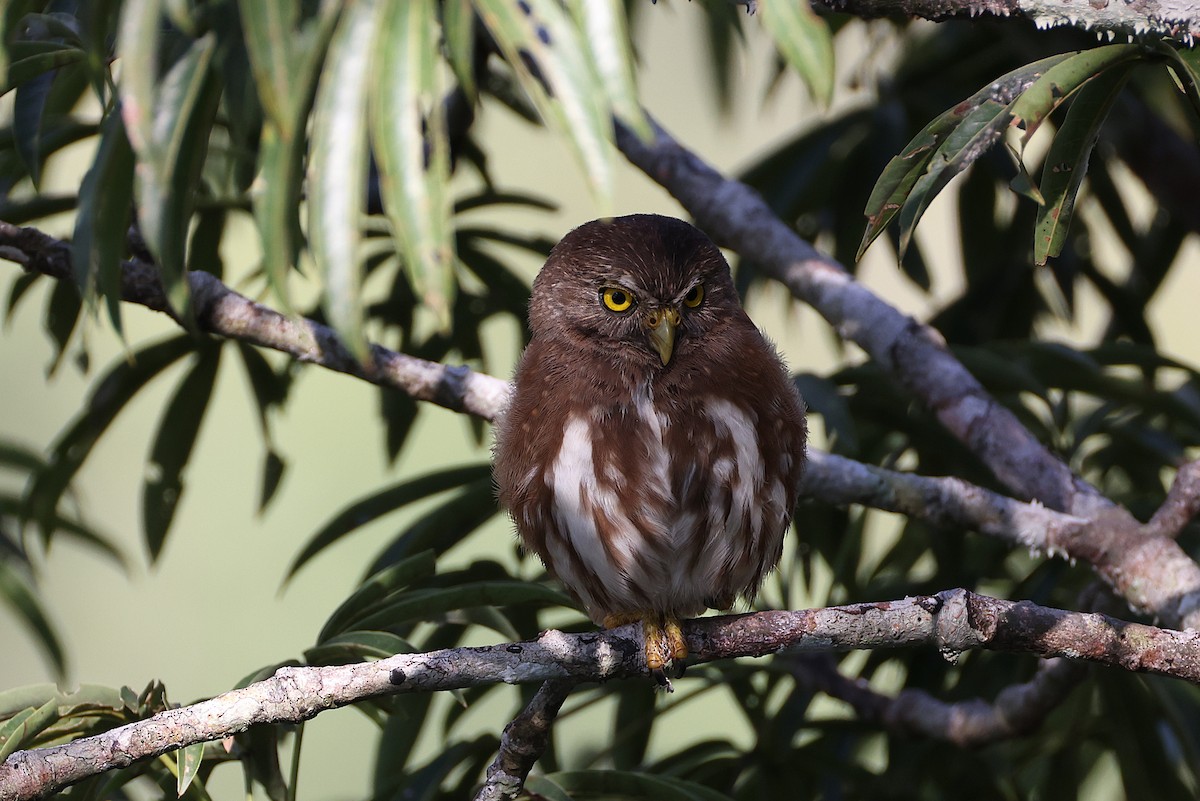 kulíšek brazilský - ML640802650