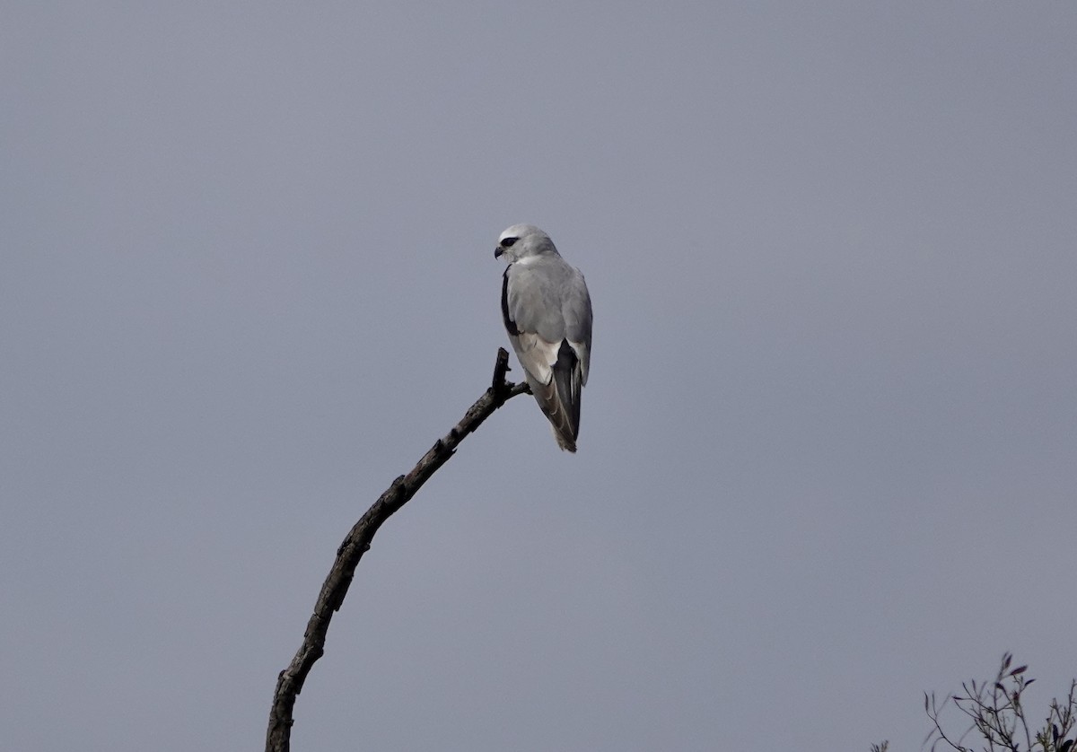Black-shouldered Kite - ML640802675