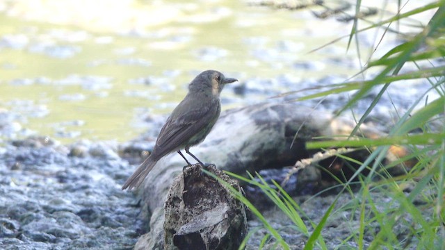 Gray Flycatcher - ML640802689