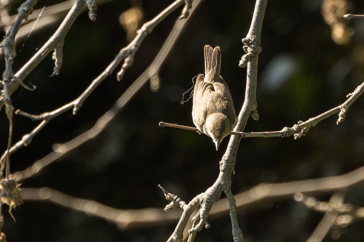 Eastern Olivaceous Warbler - ML640802690