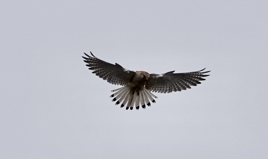 Nankeen Kestrel - ML640802693