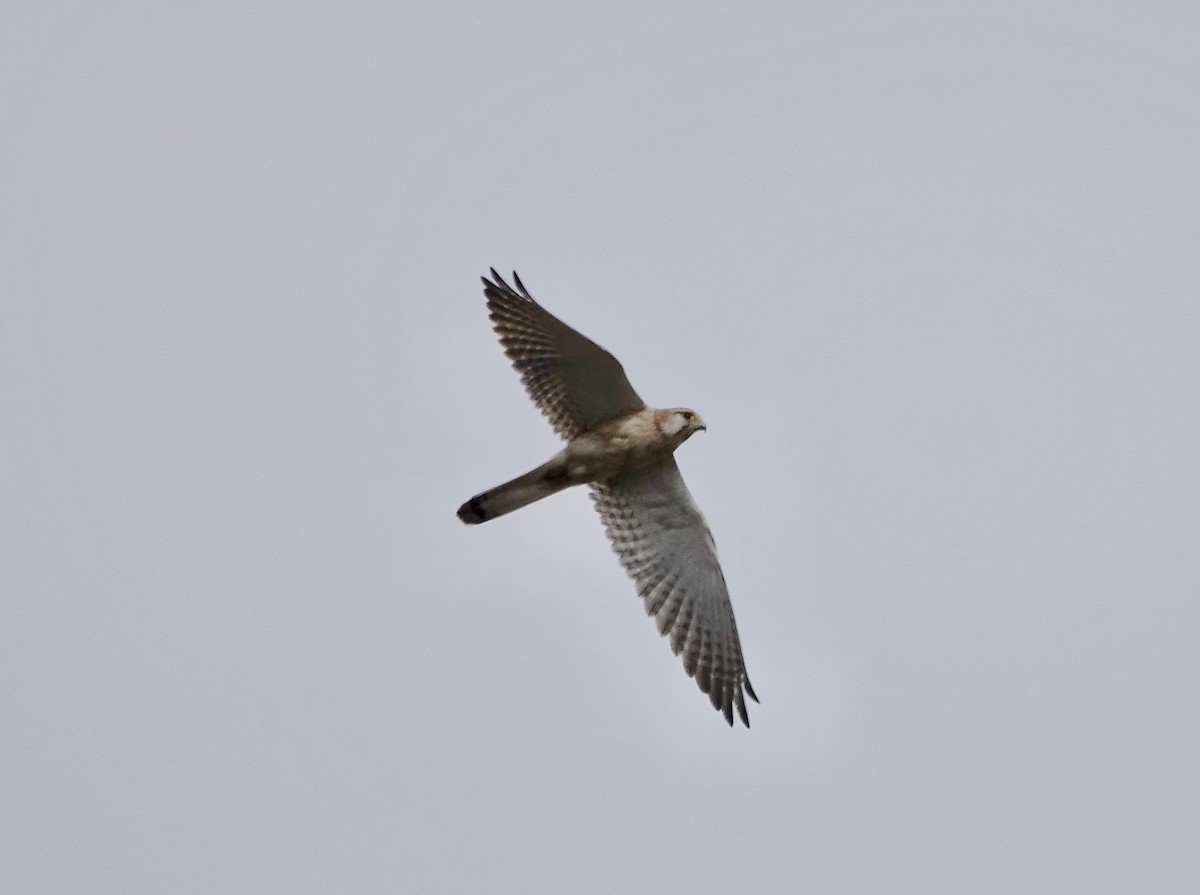 Nankeen Kestrel - ML640802694