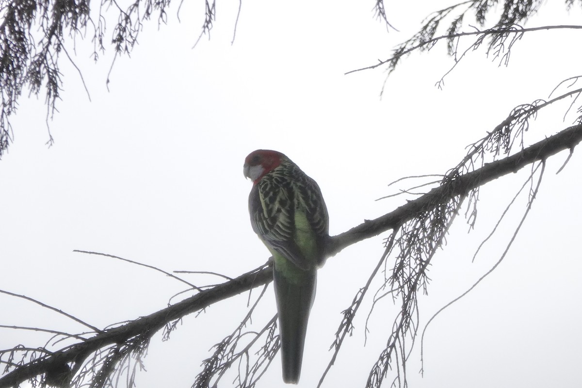 Rosella orientale - ML640802704