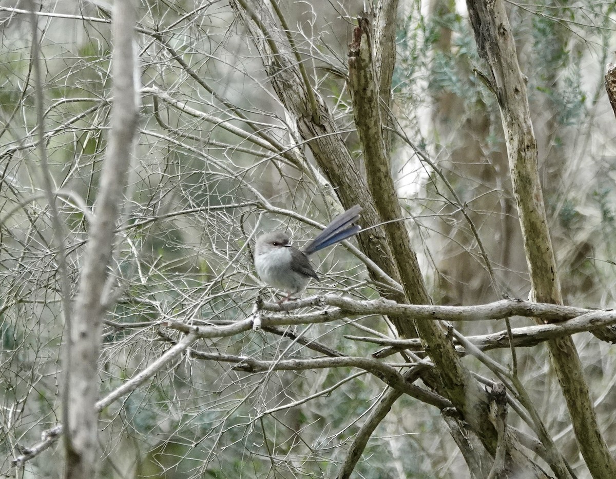 Superb Fairywren - ML640802711