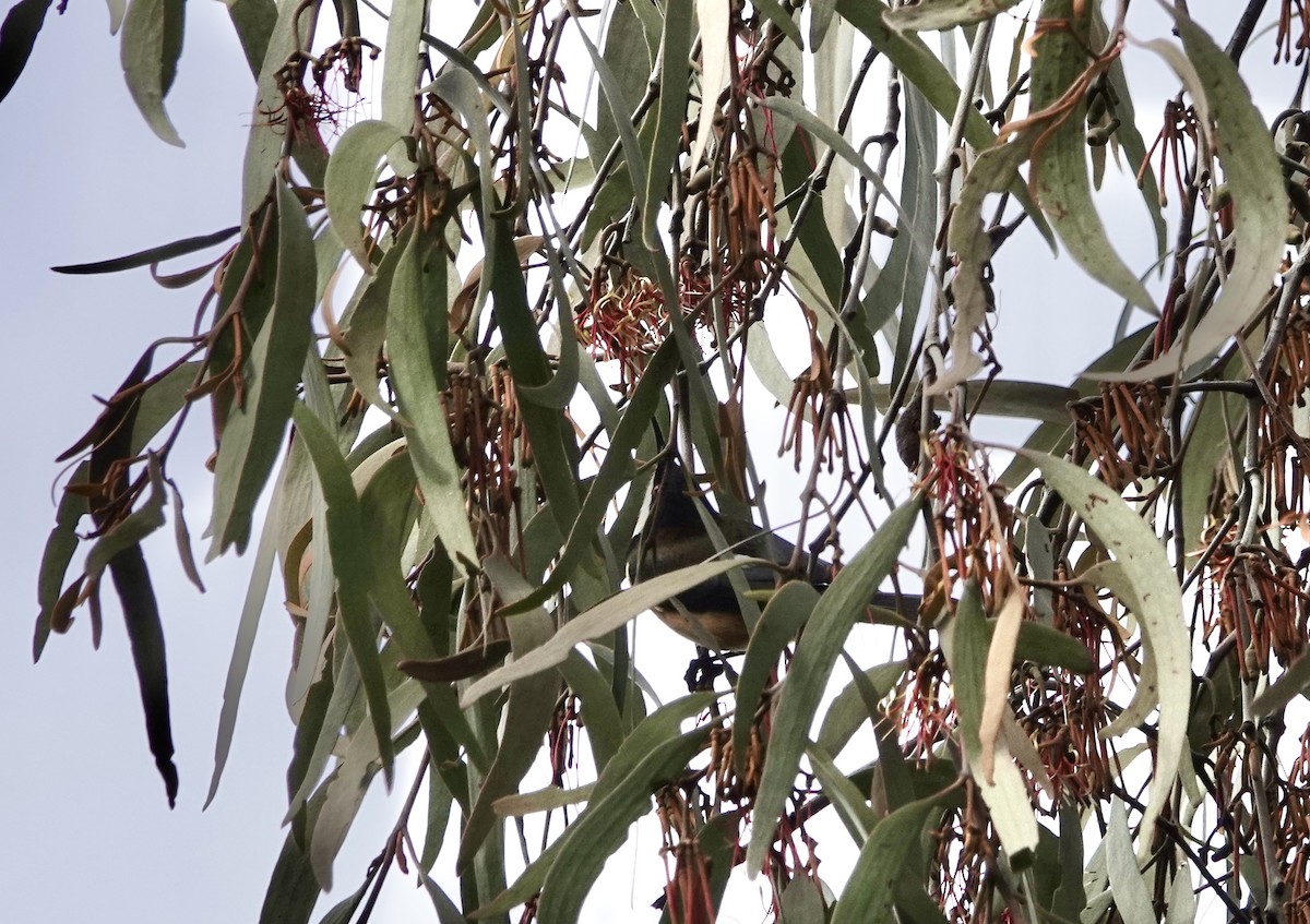Eastern Spinebill - ML640802713