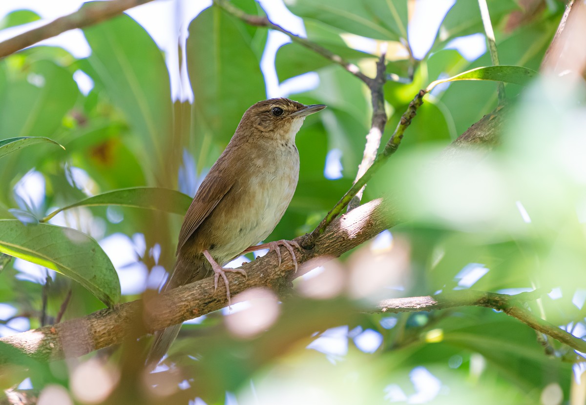 Russet Bush Warbler - ML640802714