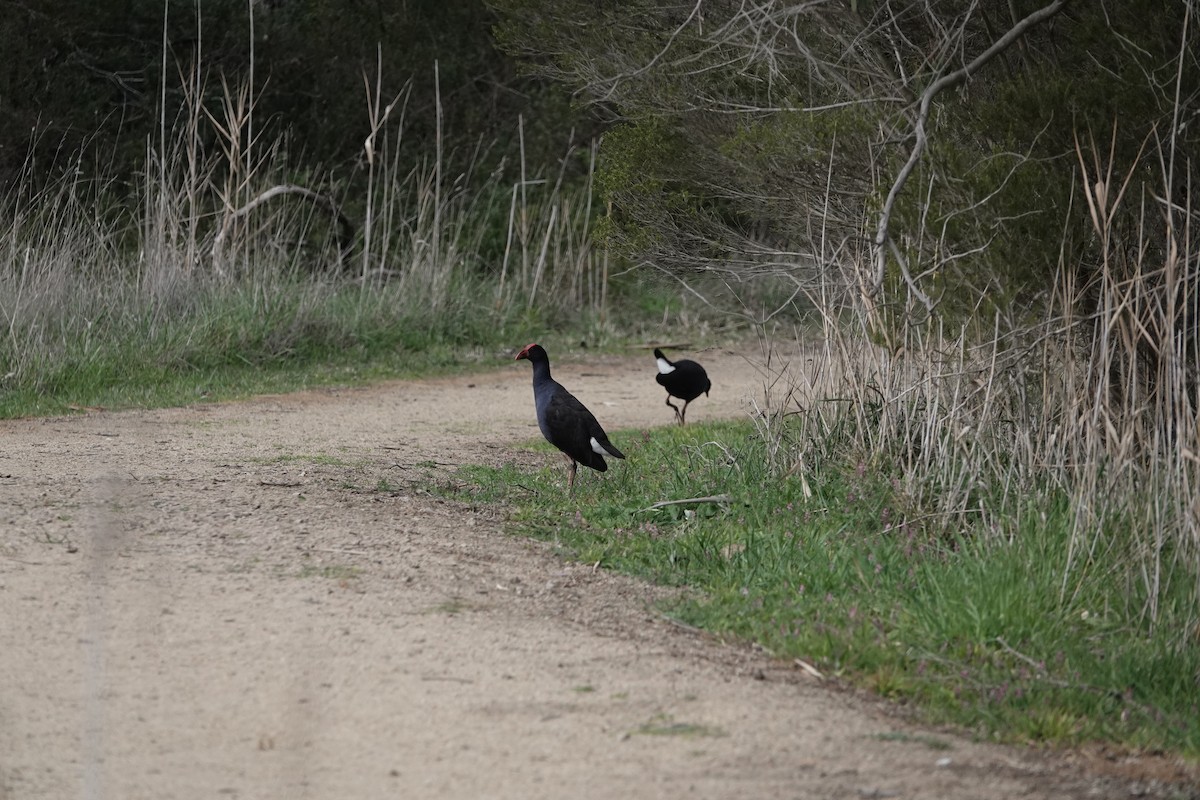 Australasian Swamphen - ML640802717