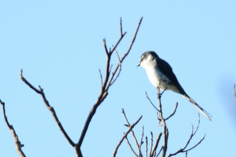 Ryukyu Minivet - ML640802720