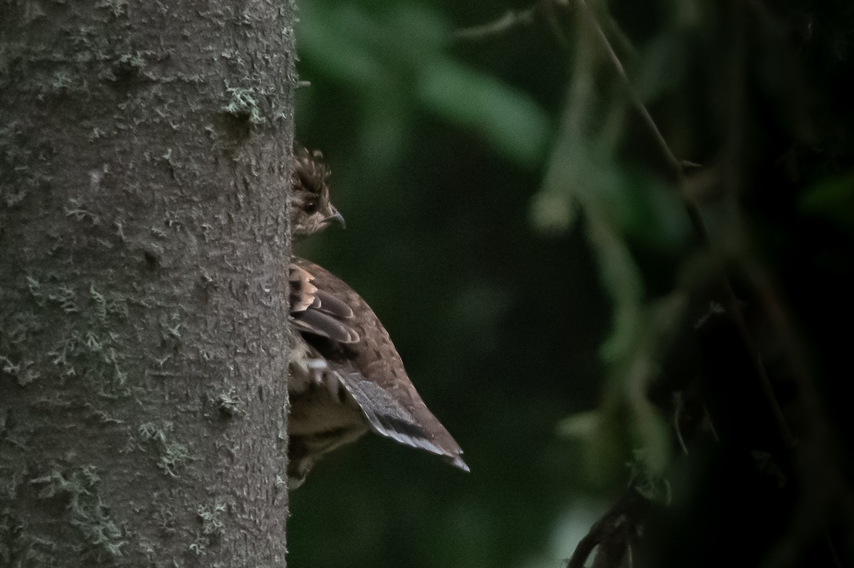 Hazel Grouse - ML640802722