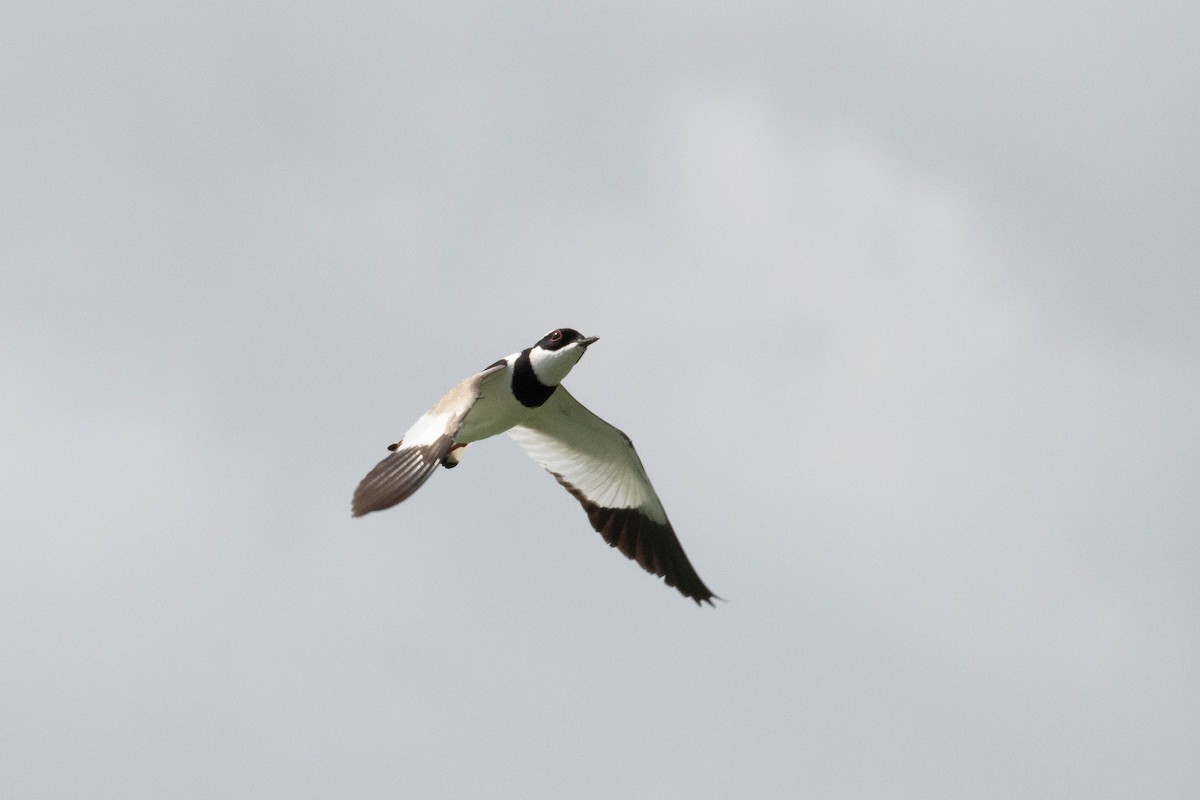 Pied Plover - ML640802728