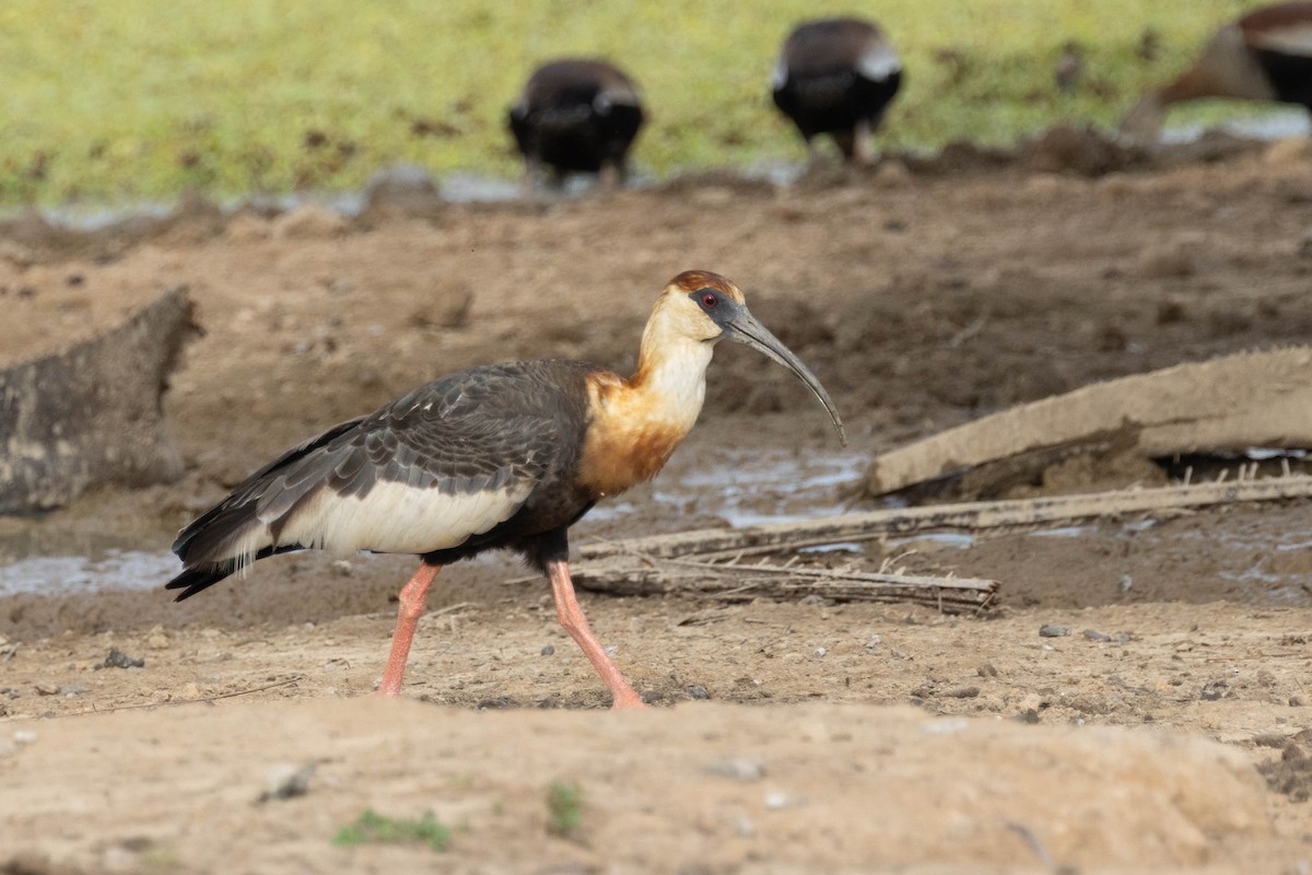 Buff-necked Ibis - ML640802734