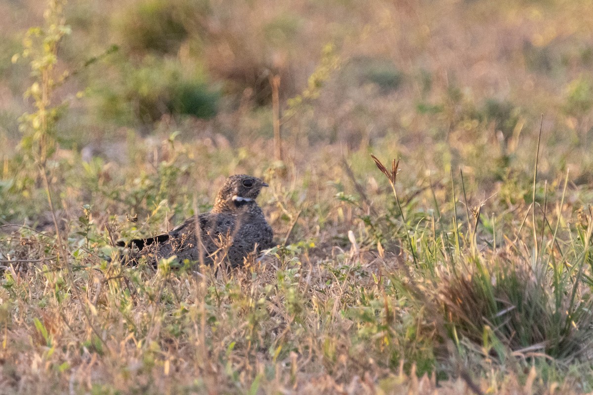 Nacunda Nighthawk - ML640802779