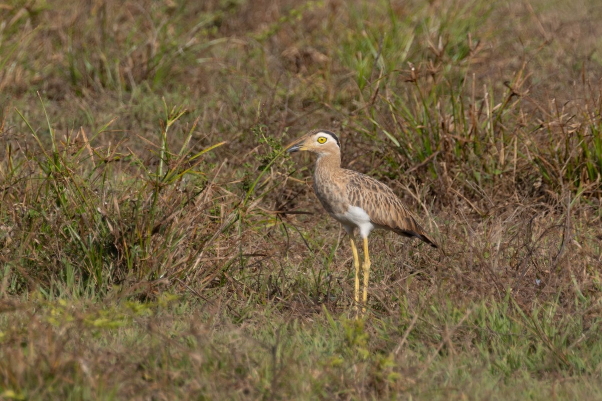 Double-striped Thick-knee - ML640802787