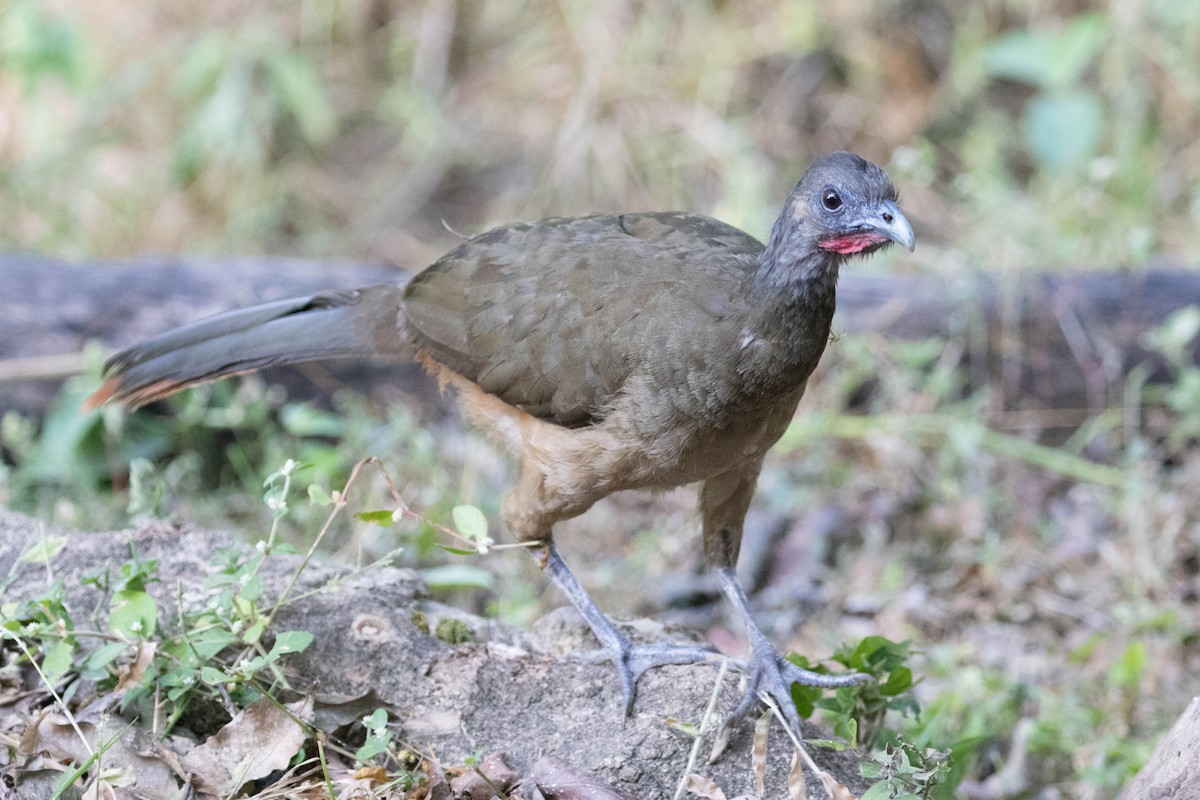 Rufous-vented Chachalaca - ML640802807
