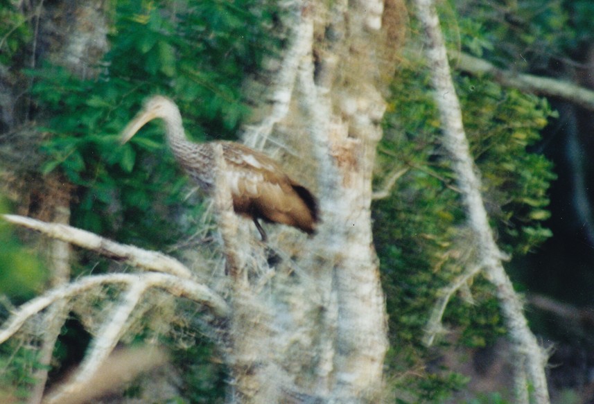 Limpkin (Speckled) - ML640802835