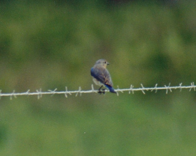 Eastern Bluebird (Eastern) - ML640802850