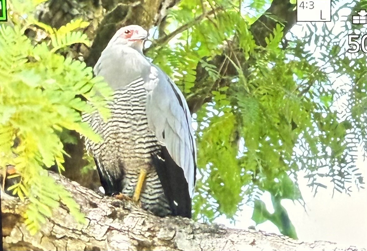 Madagascar Harrier-Hawk - ML640802859
