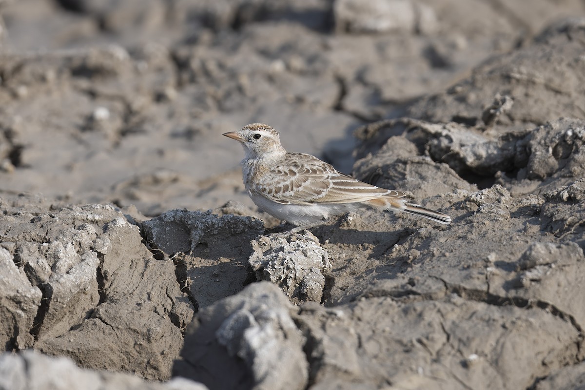 Red-capped Lark - ML640802875