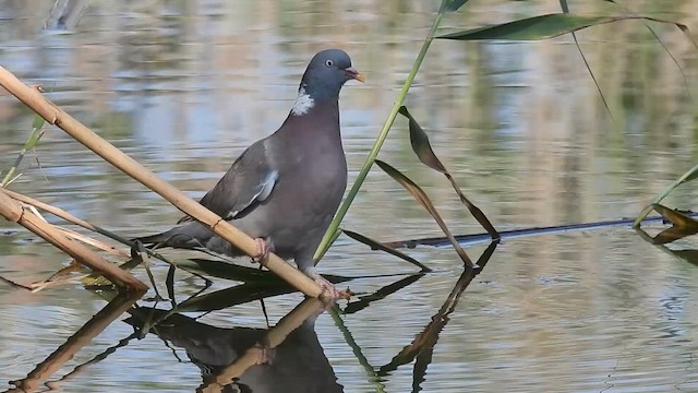 Common Wood-Pigeon - ML640802886