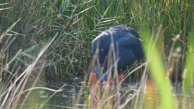 セイケイ - ML640802889