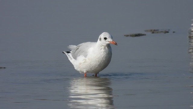 Black-headed Gull - ML640802898