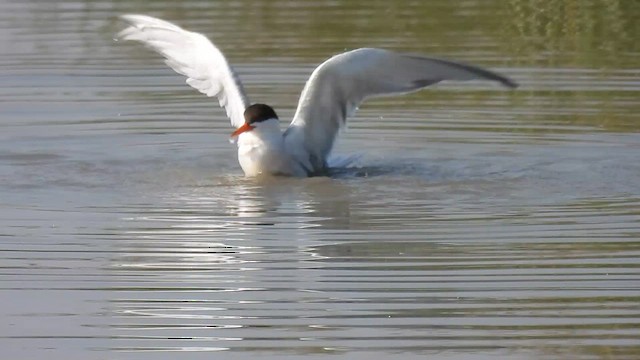 Common Tern - ML640802906