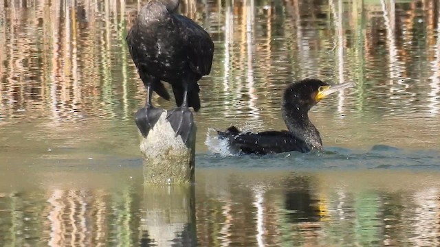 Great Cormorant - ML640802912