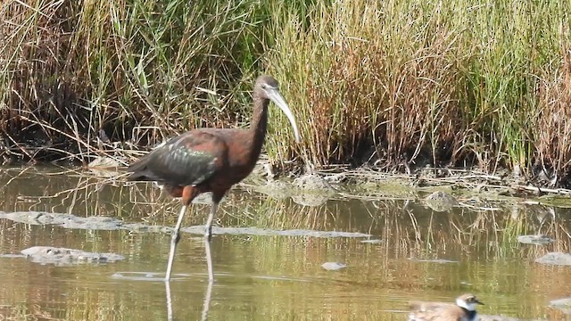 Glossy Ibis - ML640802913