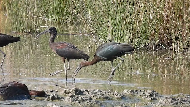 Glossy Ibis - ML640802915