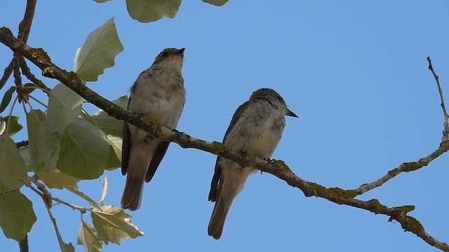 Spotted Flycatcher (Mediterranean) - ML640802917
