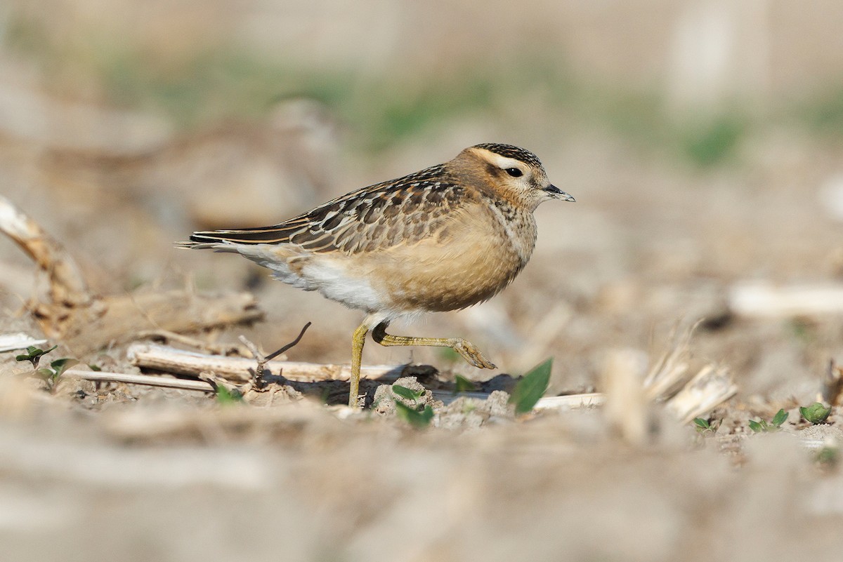 Eurasian Dotterel - ML640802945