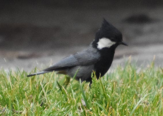 Rufous-naped Tit - ML640803062