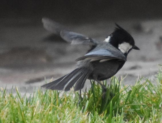 Rufous-naped Tit - ML640803063