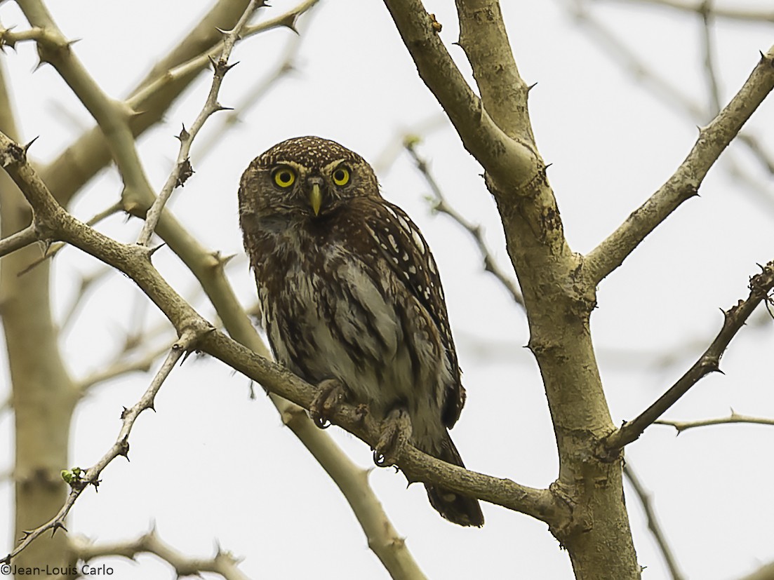 Pearl-spotted Owlet - ML640803076