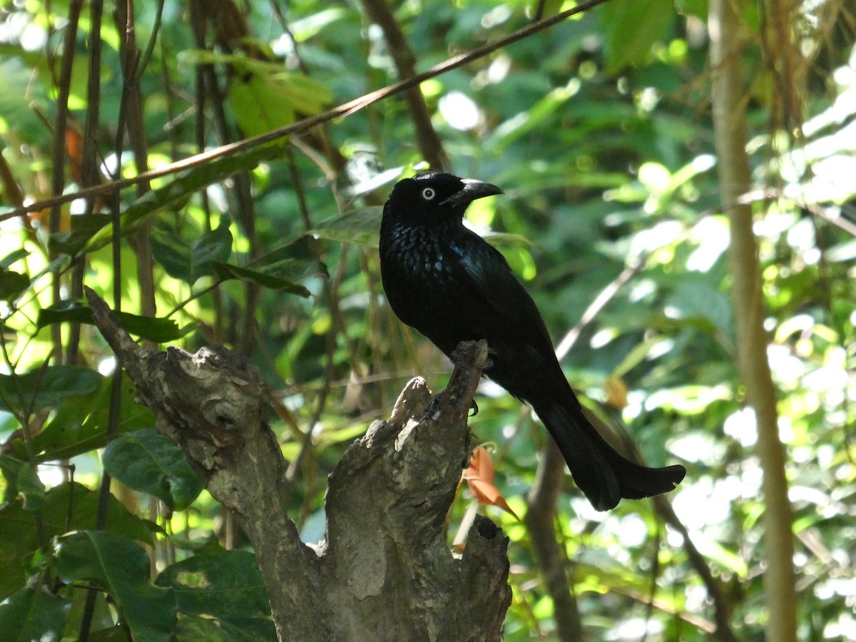 Hair-crested Drongo (Javan) - ML640803077