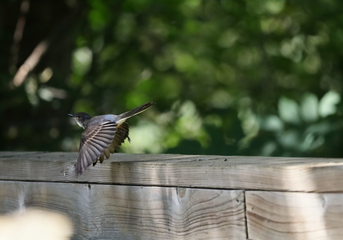 Eastern Phoebe - ML640803185